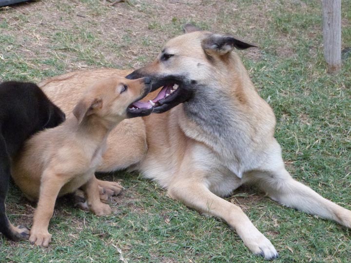 chinook dog